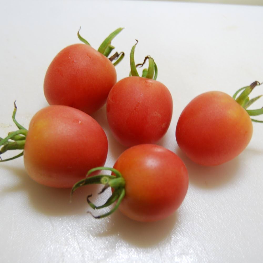 とまとさま Heirloom Tomato® Pixie Striped エアルーム・トマト・ピクシー